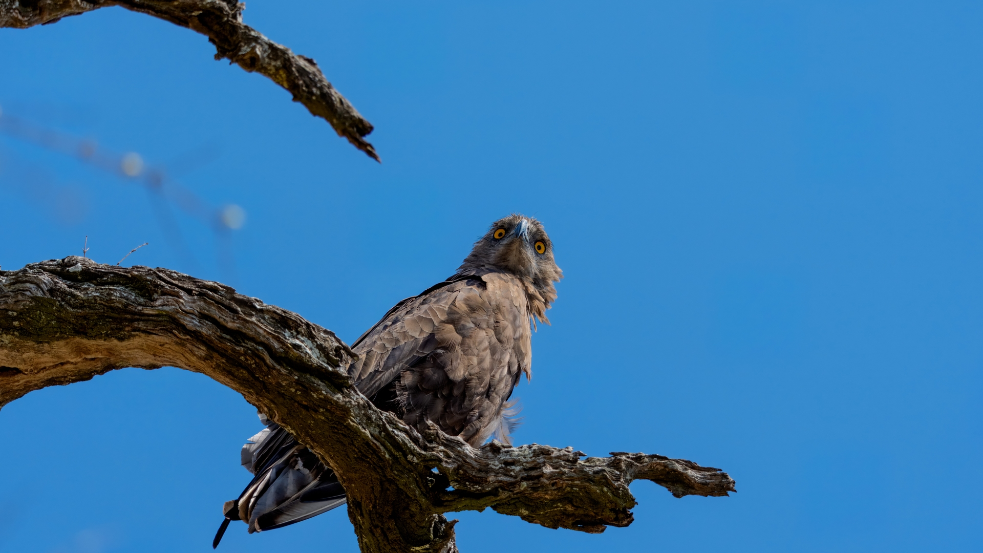 Kruger25 2025 10 29 09 41 45 ILCE 1M2 73